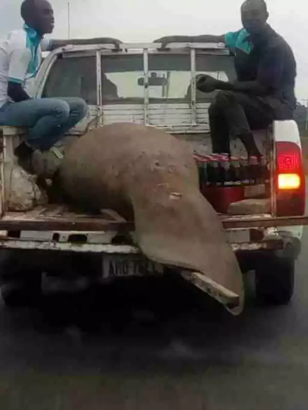 See The Giant Fish That Was Caught In Port Harcourt (Photos)